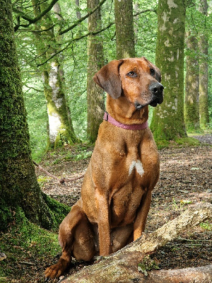 Étalon Rhodesian Ridgeback - Saya du Soleil Doux