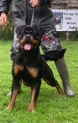 Étalon Rottweiler - Vanille Vom Hause Matterhorn