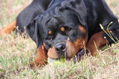 Étalon Rottweiler - Véka Des Feux D'Anaka