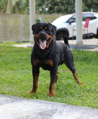Étalon Rottweiler - Unkas Vom Hause Cervo