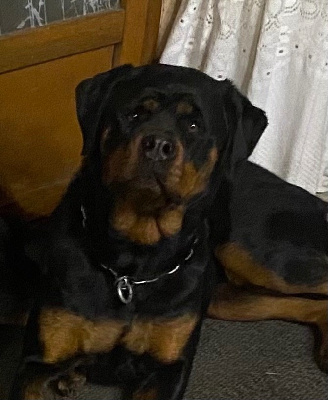 Étalon Rottweiler - Urson Des Rotts De La Cote D'Opale