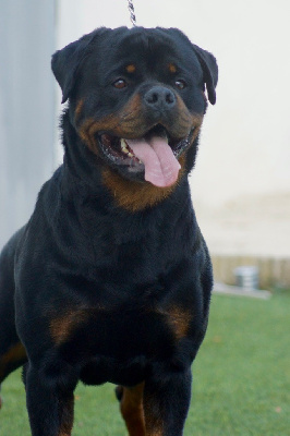 Étalon Rottweiler - Sheitan Imperium This is drogon