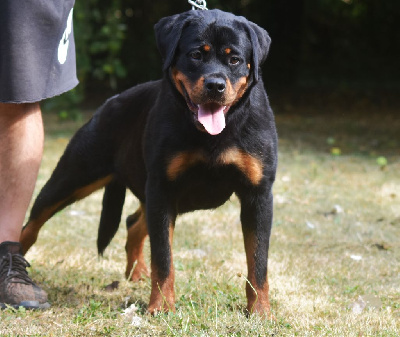 Étalon Rottweiler - V for vendetta Vom Owane's Paradise