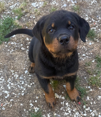 Étalon Rottweiler - Ava black bomb des Anges Éternels