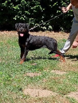 Étalon Rottweiler - Ulka Des Princes De L'albinol