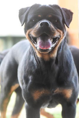 Ulkanya Des Titans Noirs Et Feux