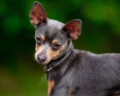 image de Tchaikovsky dit tchaï