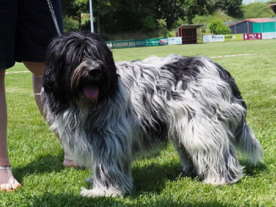 Étalon Schapendoes - CH. Taran litha Du bois des nonnes