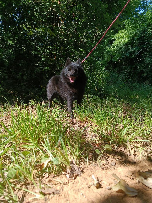 Étalon Schipperke - Vador Deus An Aeligou Du