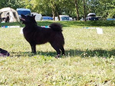 Étalon Schipperke - T'sensuellement transmissible de l'empire du Phoenix