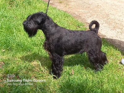 Étalon Schnauzer - Lord of the ships lavadora (fci)