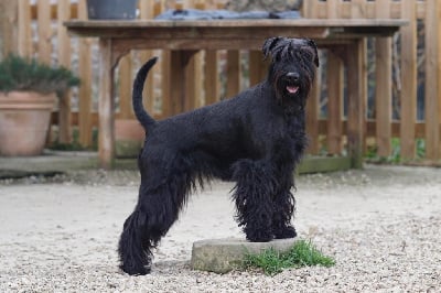 Étalon Schnauzer - Tita dong dong song De Voxanoire