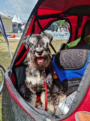 Étalon Schnauzer miniature - CH. Uzeys victoire De Pyravica