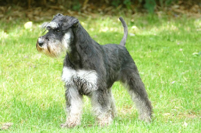Étalon Schnauzer miniature - Victoria des Iris Bleus