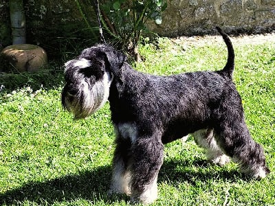 Étalon Schnauzer miniature - Victor hugo Du Haut De Mordreuc