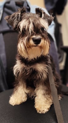 Étalon Schnauzer miniature - Valkyrie Du Haut De Mordreuc