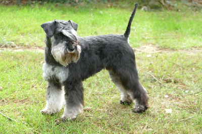Étalon Schnauzer miniature - Youthful ywette z dixie