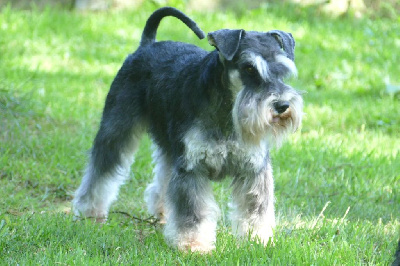 Étalon Schnauzer miniature - CH. Udson des Iris Bleus