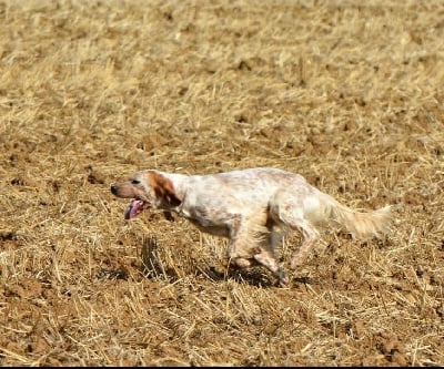 Étalon Setter Anglais - Vybe De La Source De Salbart