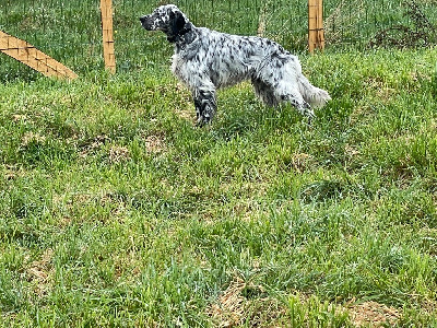 Étalon Setter Anglais - Tilt des terres d'Hudson