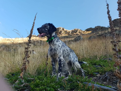 Étalon Setter Anglais - Saky Di val di chiana