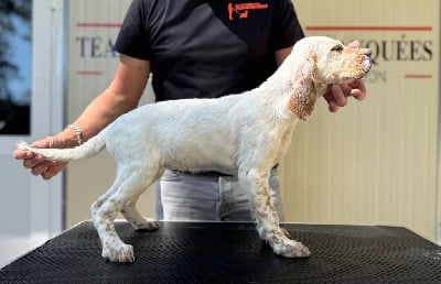 Étalon Setter Anglais - Alba des Cabanes Tchanquées