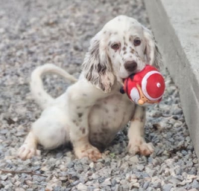 Étalon Setter Anglais - Alonso de l'écho de la Mordorée
