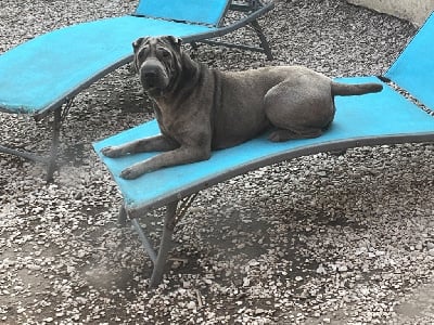 Étalon Shar Pei - Shu du hameau des perles d'asie