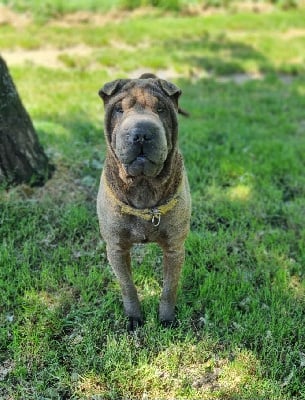 Étalon Shar Pei - Veritable schtroumpf haribo du Bouquet d'Epices