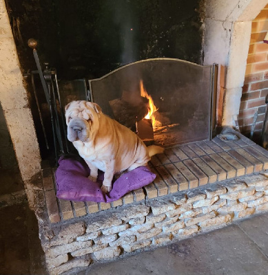 Étalon Shar Pei - Sweetie de la Petite Cantate
