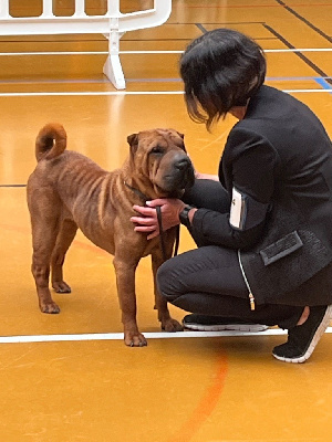 Étalon Shar Pei - Ulla De L'Esprit De Buchido