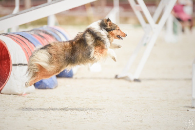 Étalon Shetland Sheepdog - Unchained melody Du Jardin D'aouregan