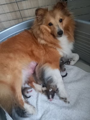 Étalon Shetland Sheepdog - Topaze des Elfes Blancs