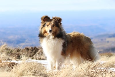 Étalon Shetland Sheepdog - Vif d'or De L'Or Des Fées
