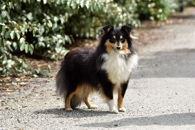 Étalon Shetland Sheepdog - Vvrap De La Terre De Neaure