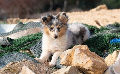 Étalon Shetland Sheepdog - Valkyrie la guerrière bleue des Crocs de Provence
