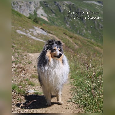 Étalon Shetland Sheepdog - Romance à rome Du Charme Berger