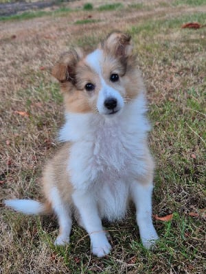 Étalon Shetland Sheepdog - Amazing you gave me the moon de La Lune De Feu