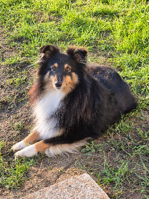 Étalon Shetland Sheepdog - Une tonight black du Cèdre Enchanté