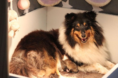 Étalon Shetland Sheepdog - Un crush pour uly Des Truffes De L'Ouest