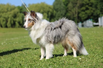 Étalon Shetland Sheepdog - Vanya arian du Clan Castelau