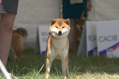 Étalon Shiba - CH. ore-sama Bavaria yuri