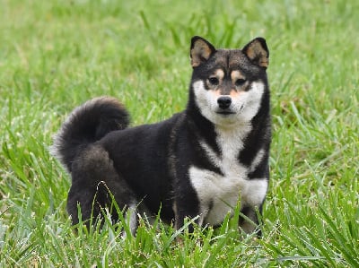 Umeko De La Folle Emprise