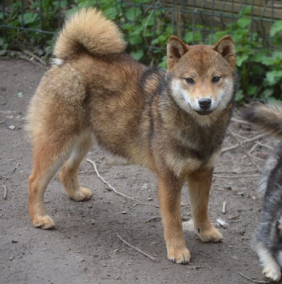 Upsillon Des Brumes de Brocéliande