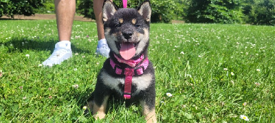 Étalon Shiba - A'hinata Du Temple Shiba
