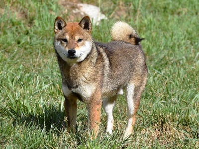 Étalon Shiba - Wolverine De La Folle Emprise