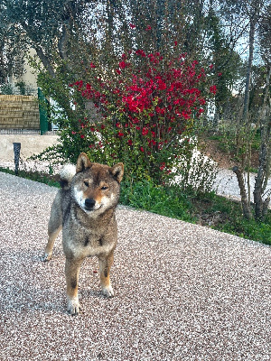 Étalon Shiba - Snow de la jassette du cap del mas