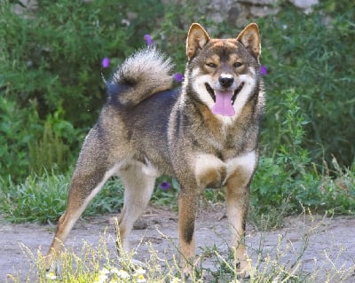 Étalon Shiba - Ushou Ryu no Kensha