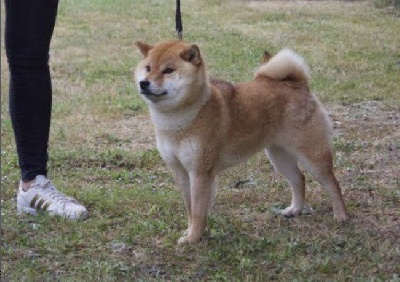 Étalon Shiba - Fukuten no tatsuhime go misawa ichiryousou