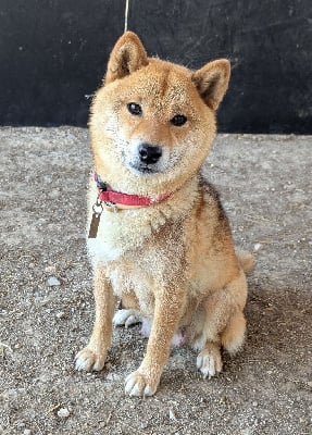 Umiko du Mas de l'Aspic